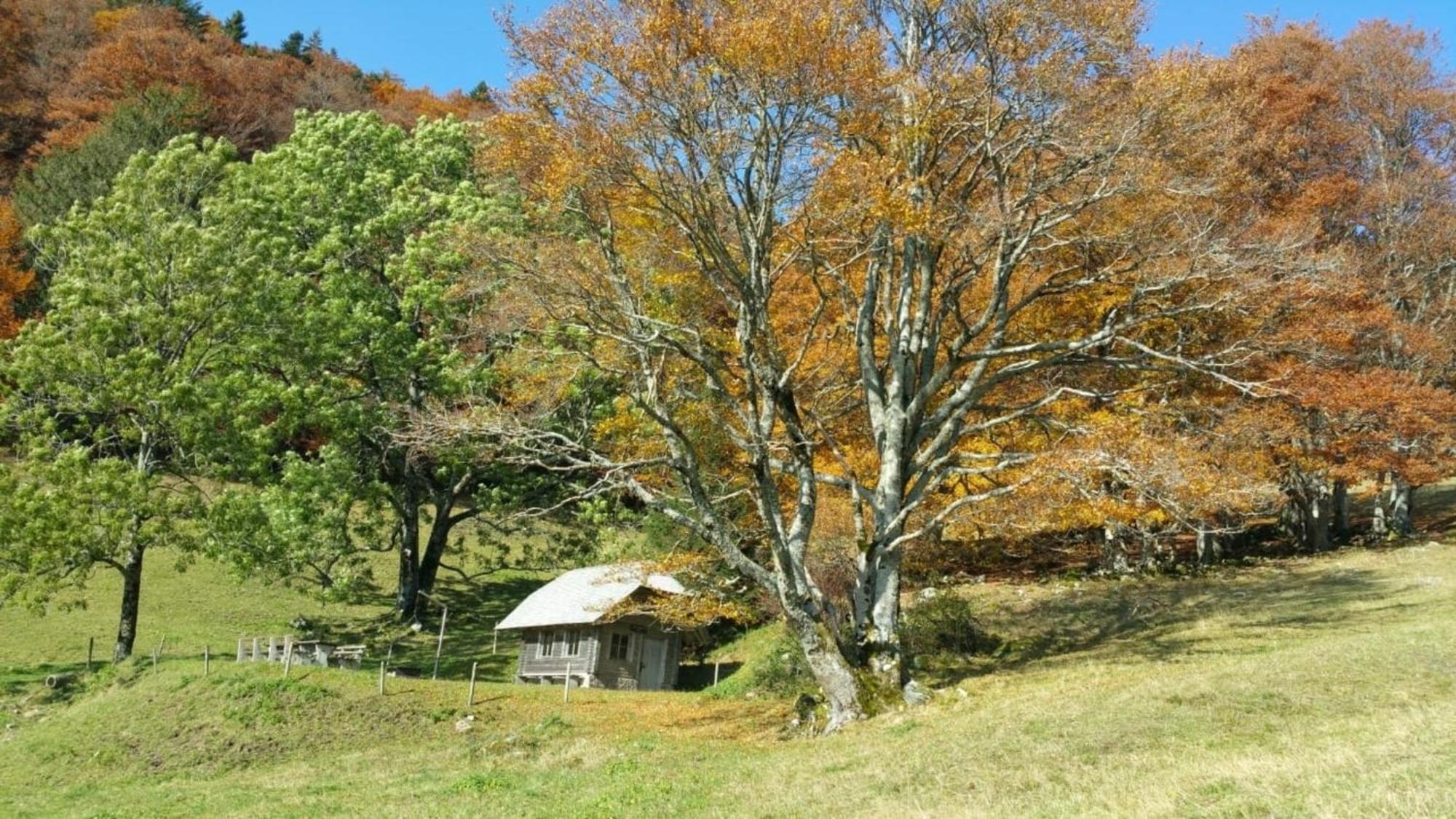 Ferienwohnung Haus Föhrenbach Schonenberg Exterior foto
